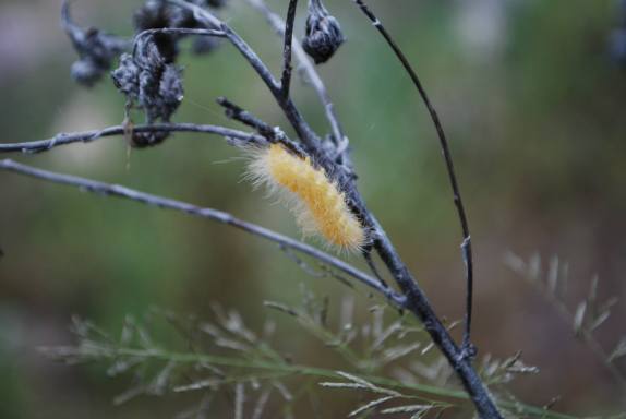 11891390_10206380971176948_9214778404096370284_o