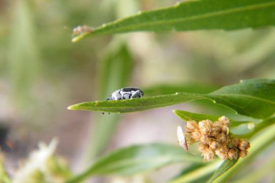 11893933_1043257909025968_1277404549139473068_o