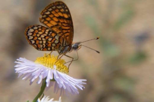 11896021_1043331542351938_3507706271641697691_n