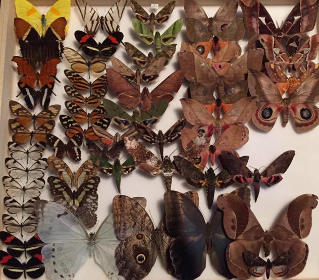 13680693_1236826636335760_9162507865425572782_n