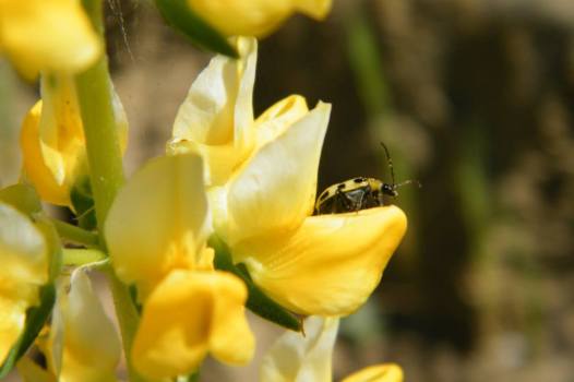 1558375_966854579999635_7417127324617198706_n