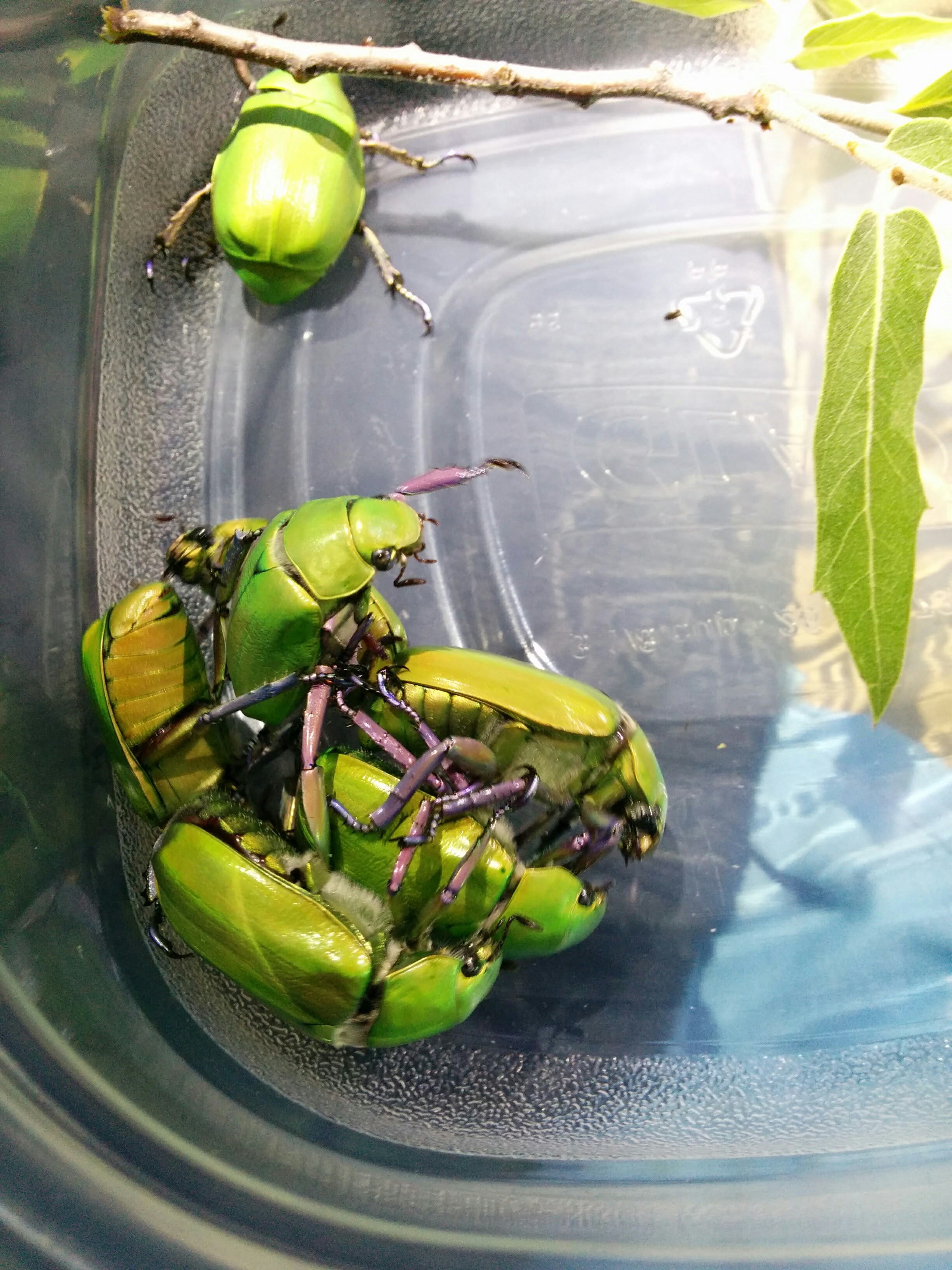 The Living Jewels of the Southwest – The Adventures of Mothman