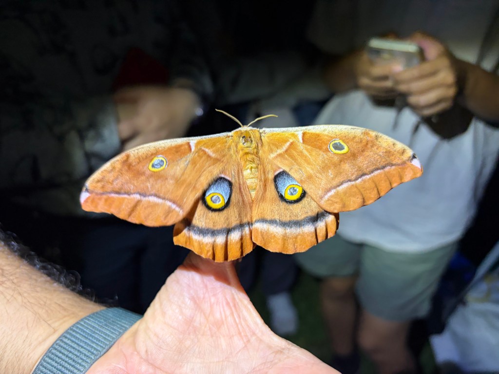 National Moth Week 2026